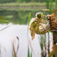 Newly emerged Four-Spotted Chaser wideangle 1 